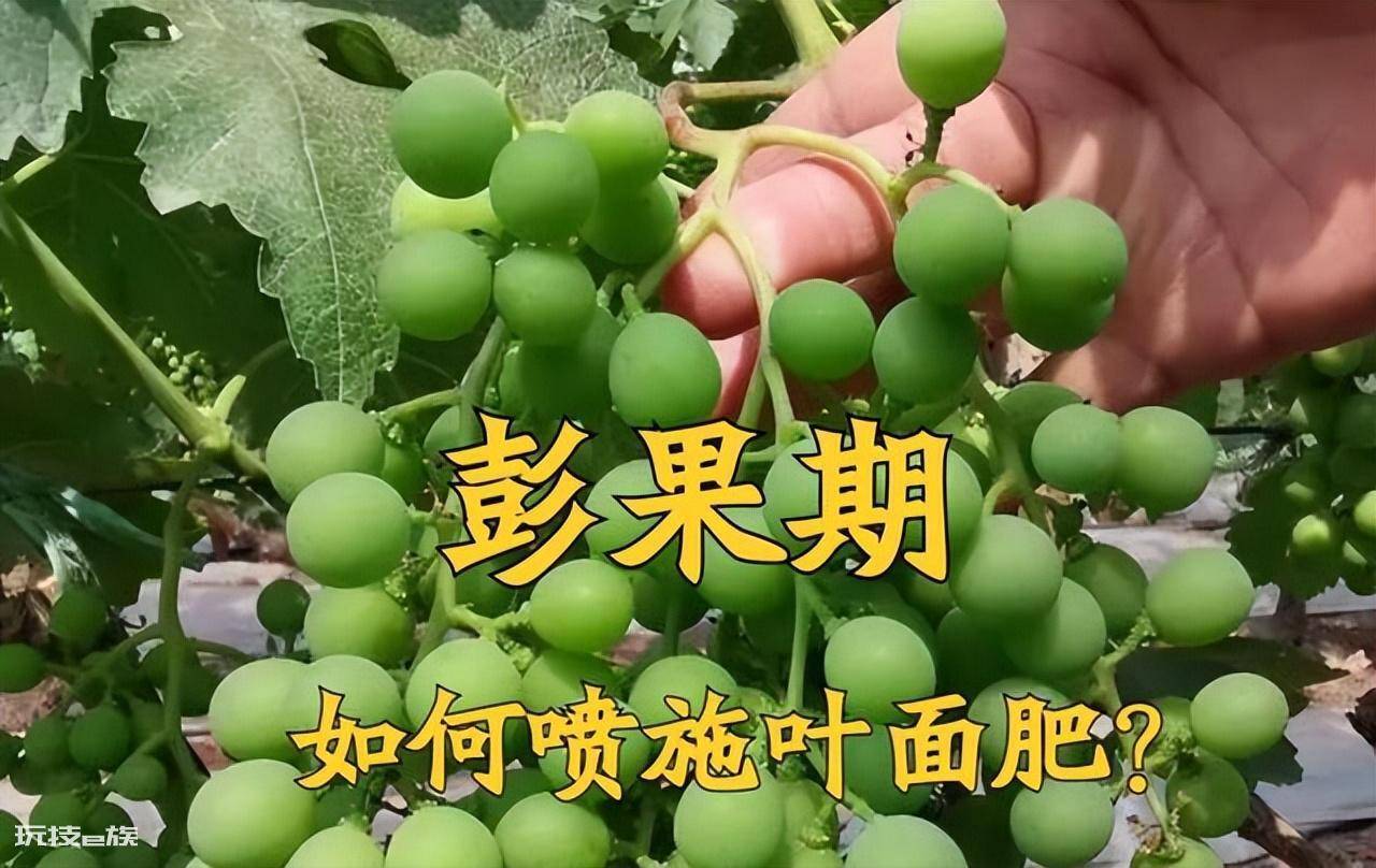 叶面肥什么时候打效果好(这样施叶面肥能达到最佳效果)-图片5